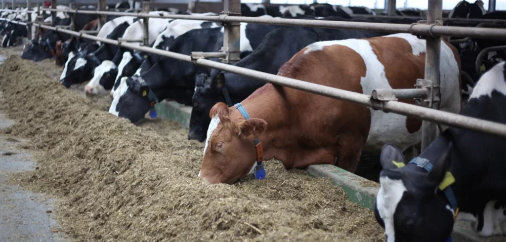 Jak zadbać o prawidłowe żywienie w hodowli bydła?