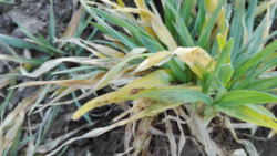 Siatkowa plamistość jęczmienia