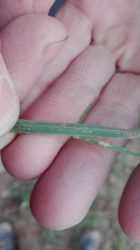 Mączniak prawdziwy zbóż i traw