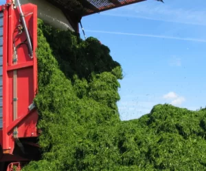 Krótkotrwałe użytki zielone sposobem na uzupełnienie paszy objętościowej