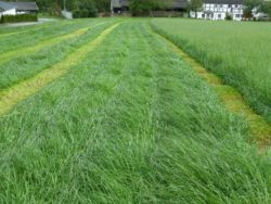 trawa mieszanka szybko rosnąca