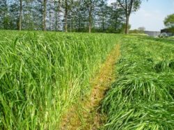 życica westworldzka 