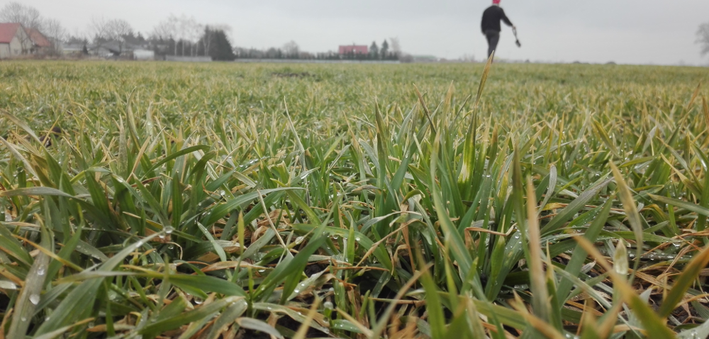Zabiegi regeneracyjne w&nbsp;zbożach: skuteczne sposoby