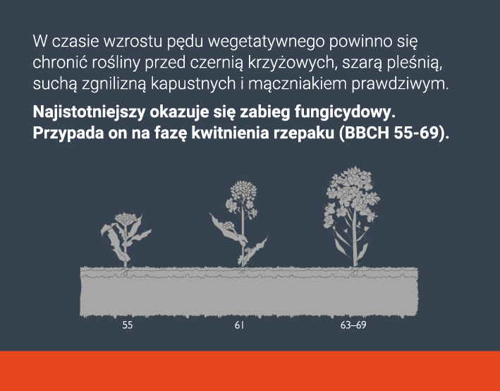 kwitnienie rzepaku