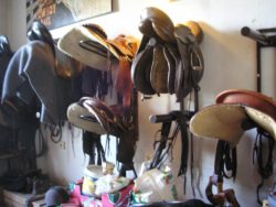 konie w agroturystyce