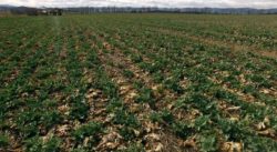 Rzepak Strip Till