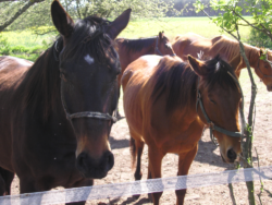 konie w agroturystyce