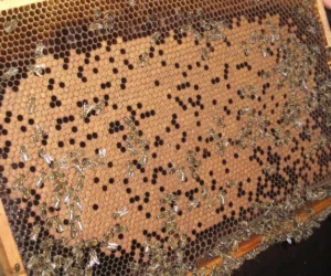 Dofinansowanie pszczelarstwa 2018 – dodatkowy dochód!