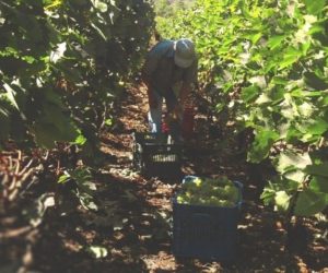 Konieczność ubezpieczenia pracowników sezonowych już za 2&nbsp;tygodnie?