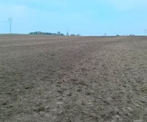 Bez fosforu w&nbsp;kukurydzy ani rusz!