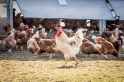 porozumienie branży drobiarskiej