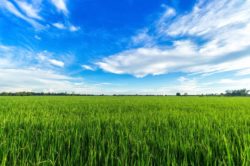 ułatwienia w zazielenianiu