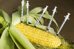 ustawa o gmo