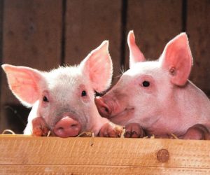 ASF: kompartmenty mogą utrzymać eksport wieprzowiny