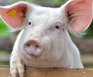 Bioasekuracja przy ASF – nie warto się jej obawiać!