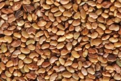 uprawa lucerny