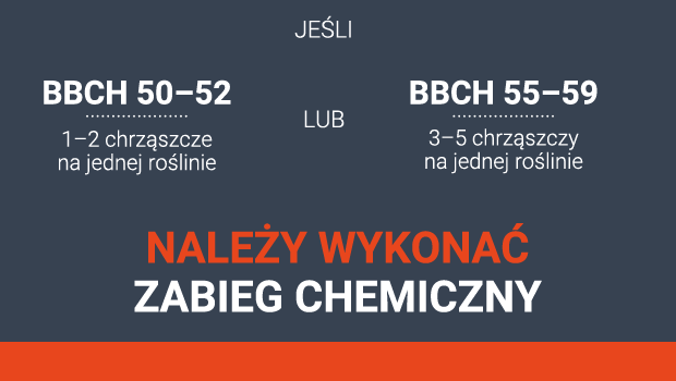 kiedy zwalczać słodyszka