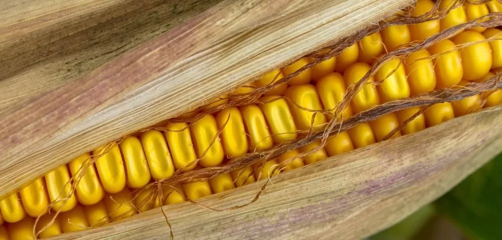 Zdaniem praktyków: odmiany kukurydzy typu dent – kiedy warto je wybrać?