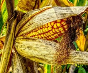 Zdaniem praktyków: odmiany kukurydzy typu flint – kiedy się sprawdzają?