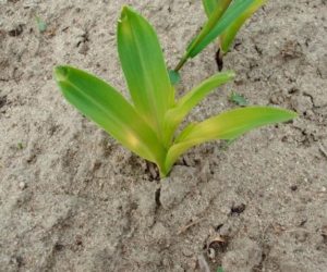 Kukurydza – skuteczne nawożenie mikroelementami!