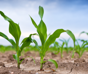 Powschodowe zwalczanie chwastów w&nbsp;kukurydzy