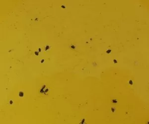 Wkrótce przyspieszenie dynamiki infekcji patogenów [KOMUNIKAT]