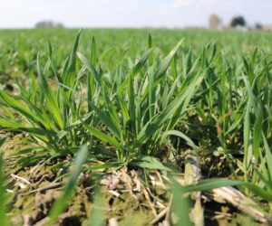 Jesienne nawożenie pszenicy ozimej – Zadbaj o&nbsp;to, mimo wszystko