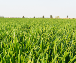 Nadszedł czas na skracanie zbóż ozimych!