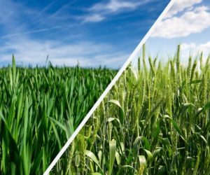 Zabieg T2 w&nbsp;pszenicy i&nbsp;ziarno wolne od mykotoksyn!