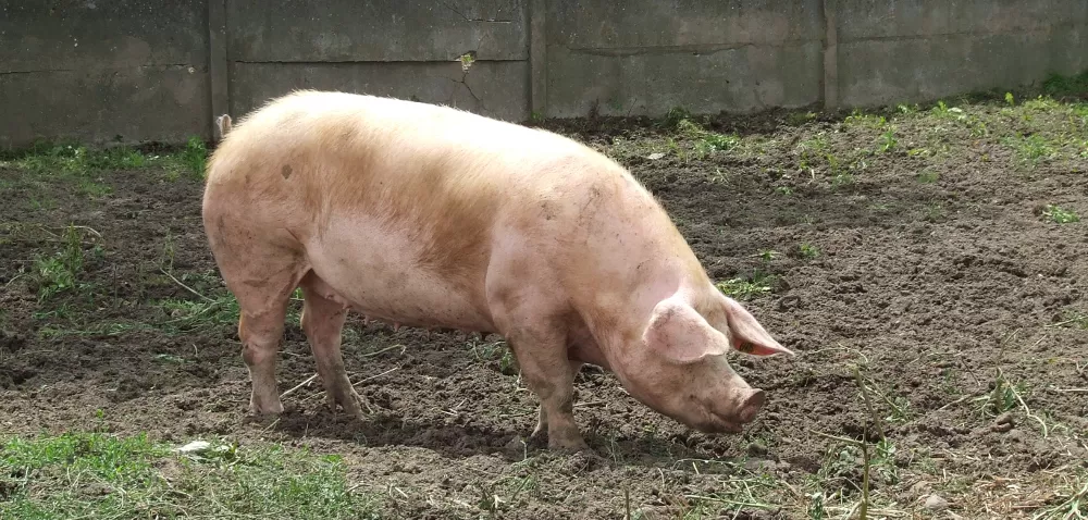 Hormonalne sterowanie rozrodem świń