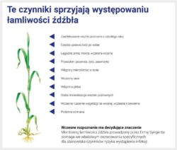 przyczyny łamliwości źdźbła