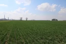 zboża