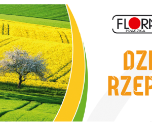 Już jutro Dzień Rzepaku w&nbsp;Kostowie koło Byczyny