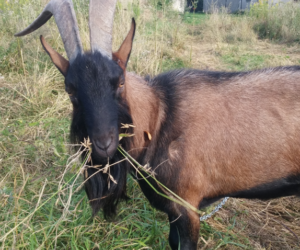 Kozy? Na tych zwierzętach można zrobić dobry interes!