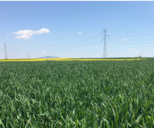 Skracanie zbóż ozimych w&nbsp;fazie liścia flagowego!