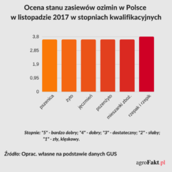 Zasiewy zbóż ozimych w Polsce Jak przezimowały uprawy