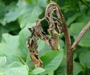 Jest prosta metoda na zwalczanie zarazy ziemniaka i&nbsp;alternariozy!