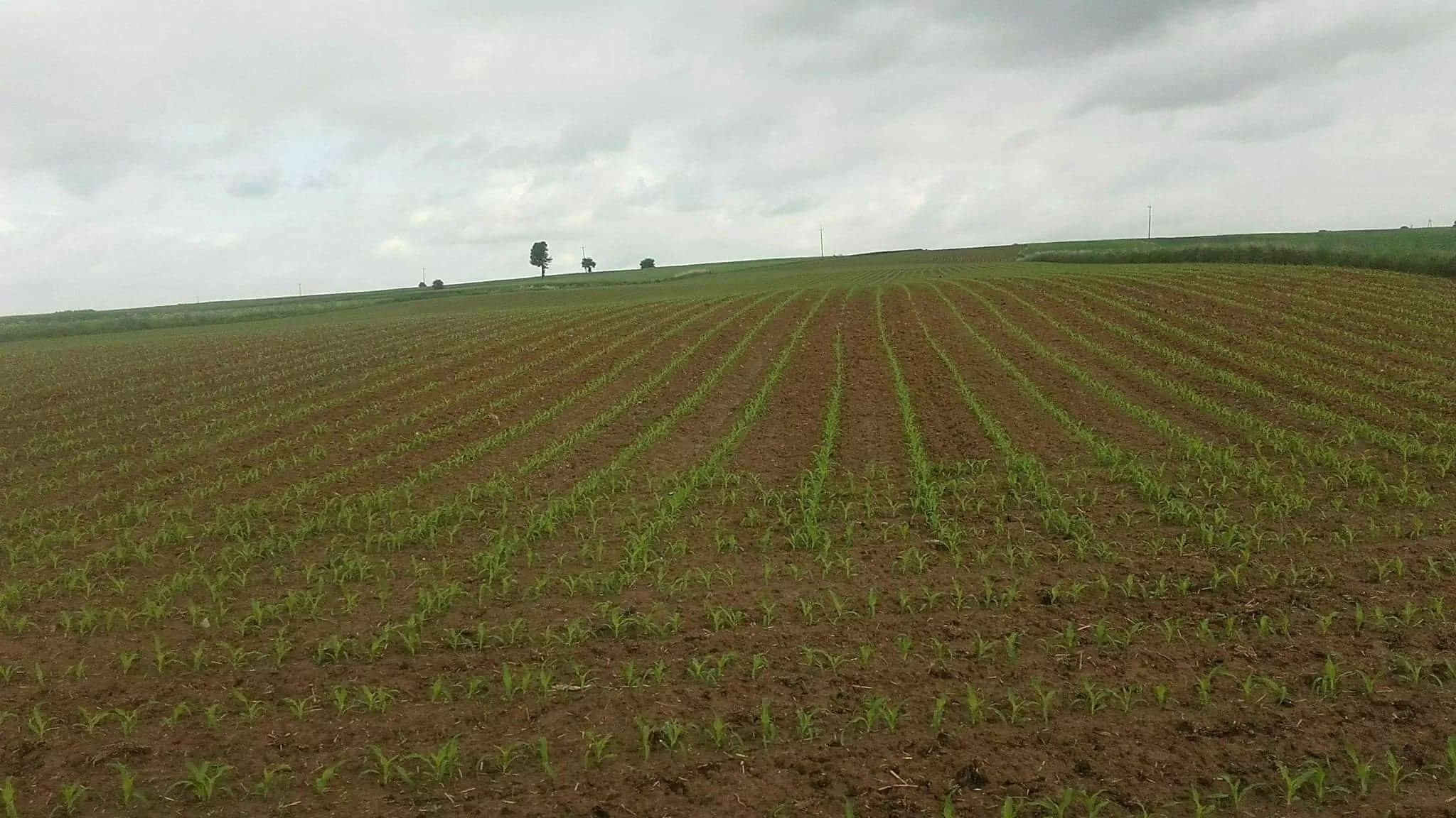 szkodniki w kukurydzy