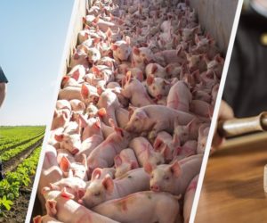 Aktualności rolnicze – 31.05.2018 r.