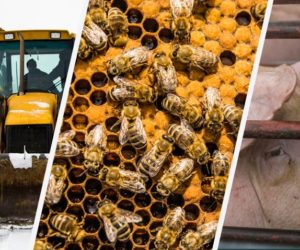 Aktualności rolnicze – 28.05.2018 r.