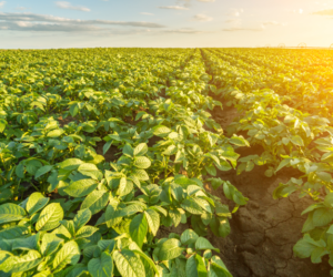 Zwalczanie alternariozy i&nbsp;zarazy ziemniaka – z&nbsp;dodatkową korzyścią!