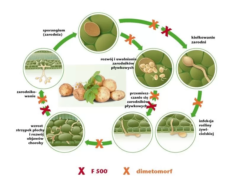 ochrona chemiczna ziemniaka