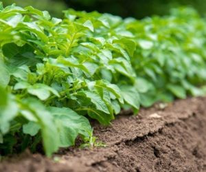 Zwalcz choroby ziemniaka w&nbsp;jednym zabiegu [INFOGRAFIKA]