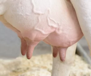 mastitis