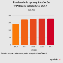 Uprawa kalafiora