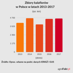 Zbiory kalafiorów 