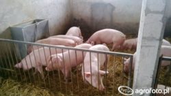 bioasekuracja w chlewni