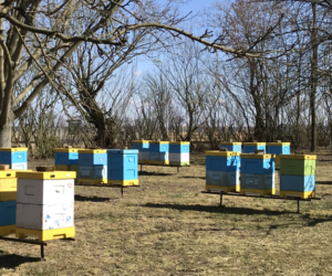 Pasieka – słodki interes prawie dla każdego (cz.1)