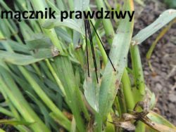 mączniak na plantacjach