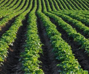 Zwalczanie alternariozy ziemniaka oraz zarazy w&nbsp;jednym zabiegu!